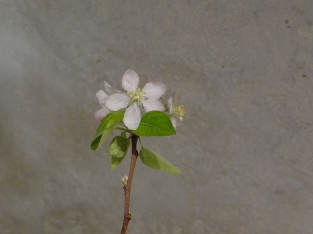 à la boutique le plus beau bol